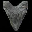Huge, Fossil Megalodon Tooth #76663-2